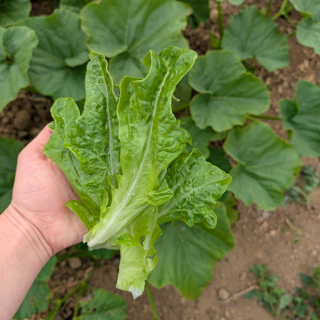 Cerbiatta Lettuce Leaves Grown From Seed UK