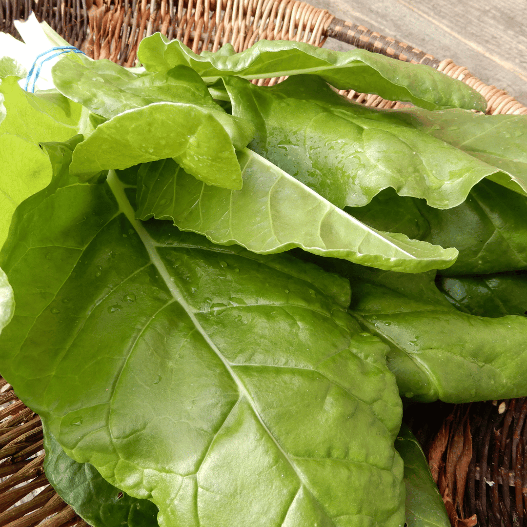 allotment garden swiss chard seeds