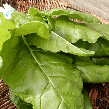 allotment garden swiss chard seeds