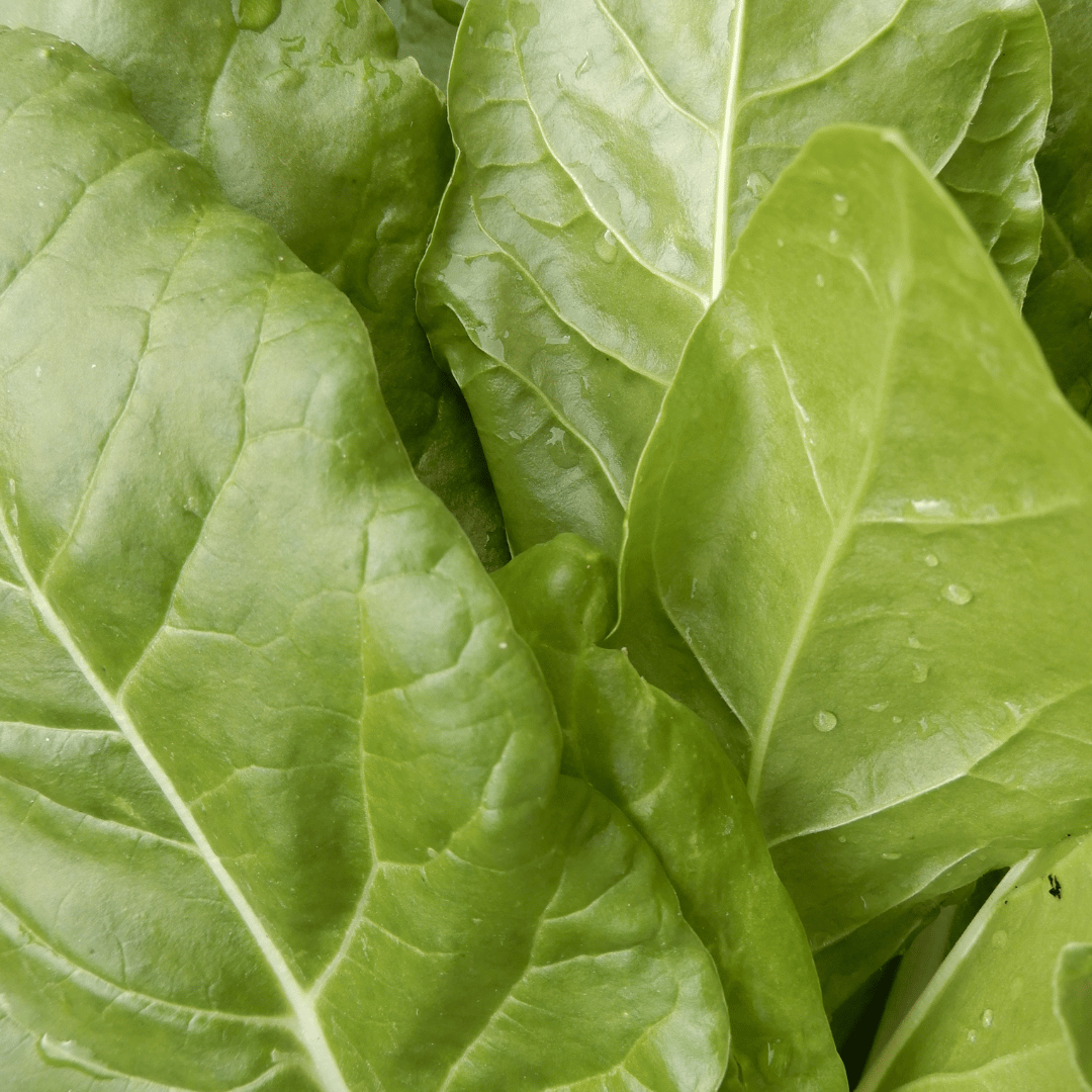 kitchen garden swiss chard
