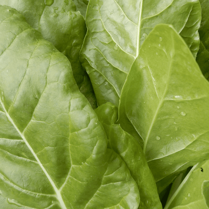 kitchen garden swiss chard