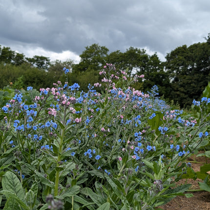 Cynoglossum Winnow Mix Pollinator Plants UK