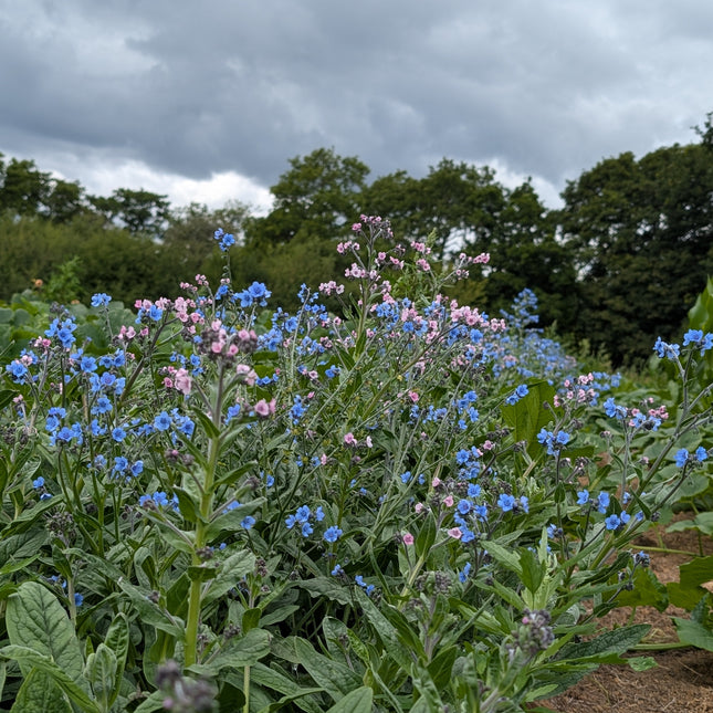 Cynoglossum Winnow Mix Pollinator Plants UK