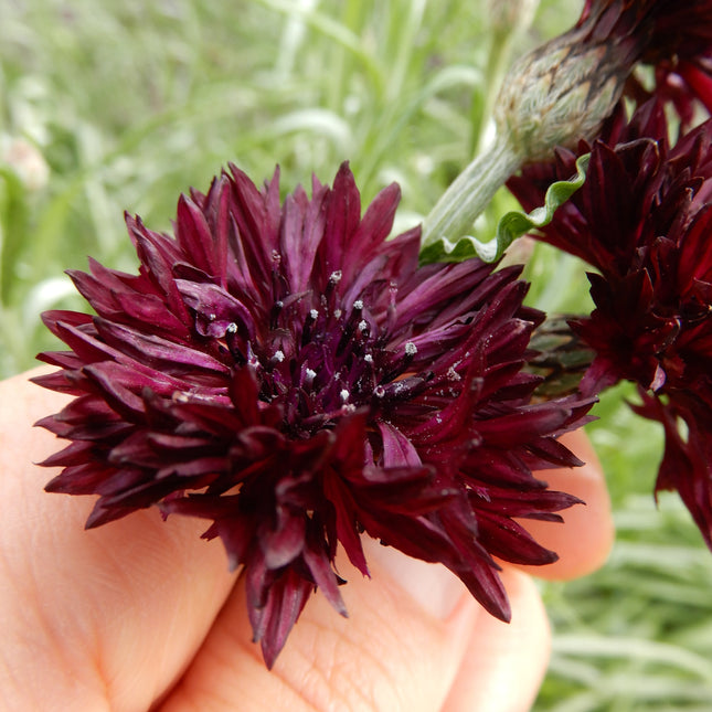 Grow your own hardy annual cornflower black ball