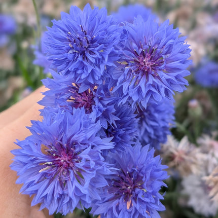 Cornflower Blue Boy
