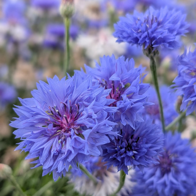 Cornflower Florist Blue Boy