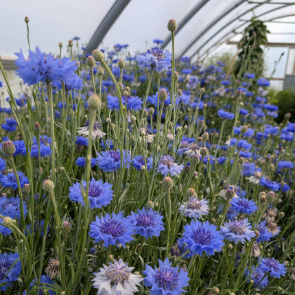 Cornflowers growing 