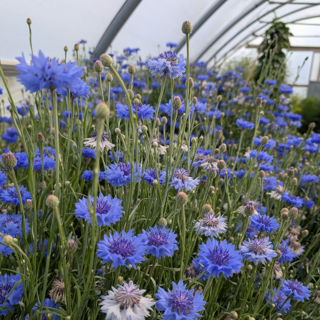 Cornflowers growing 