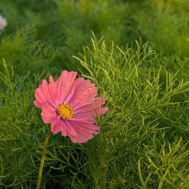 Cosmos Apricotta Cut Flower Garden UK