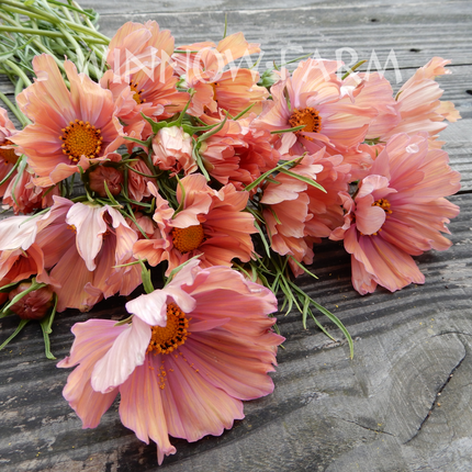 Luxury 'Rose Gold' Cut Flower Seed Collection Gift | Heirloom Eco-Friendly Seeds for UK Gardeners | Christmas Present