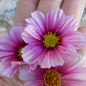 Cosmos 'Day Dream'