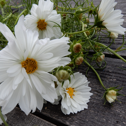 Grow your Own Comos Fizzy White