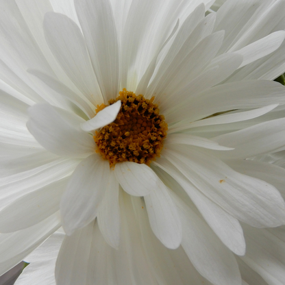 Cosmos Flower Seeds