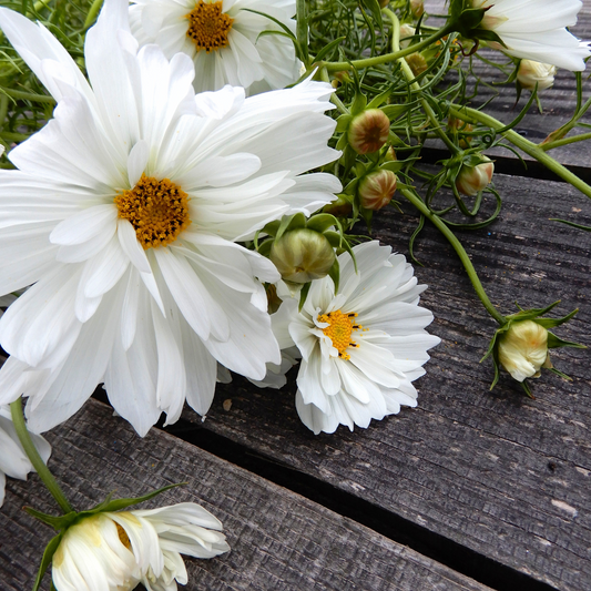 Grow Your Own Flowers Cosmos Fizzy White