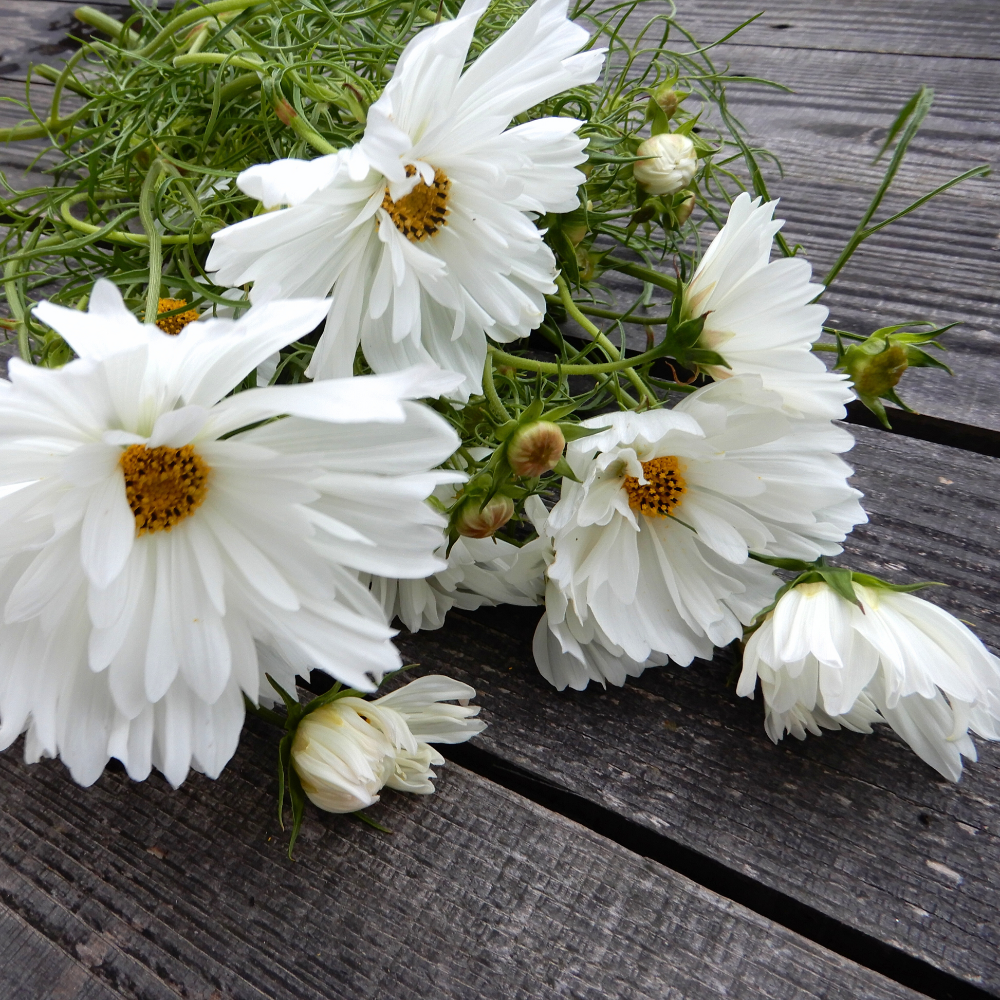 Flower Seeds Comos Fizzy White