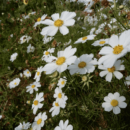 grow your own cosmos versailles flush