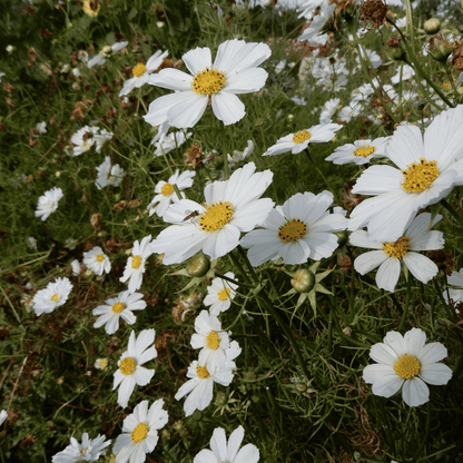 grow your own cosmos versailles flush