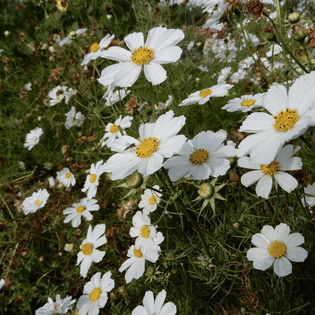 grow your own cosmos versailles flush