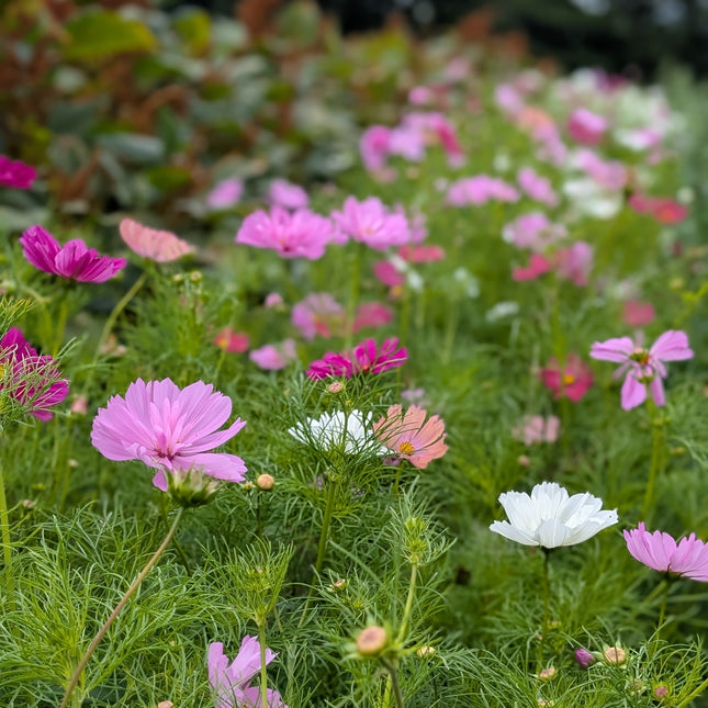 Cosmos Winnow Mix Flowers