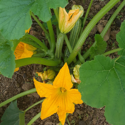 Heirloom Courgette Seeds Costata Romanesco