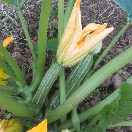 Stripy Italian heirloom Courgette seeds uk