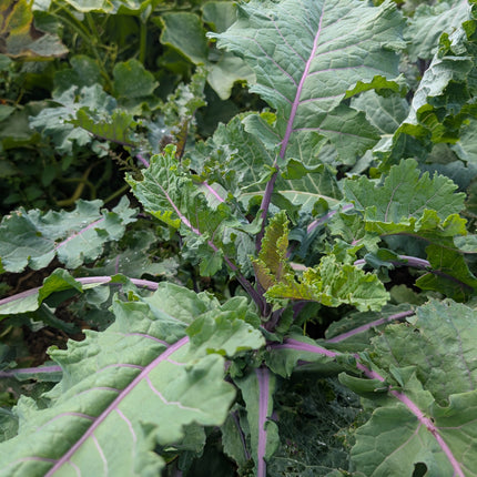 Grow Your Own Kale Cottagers