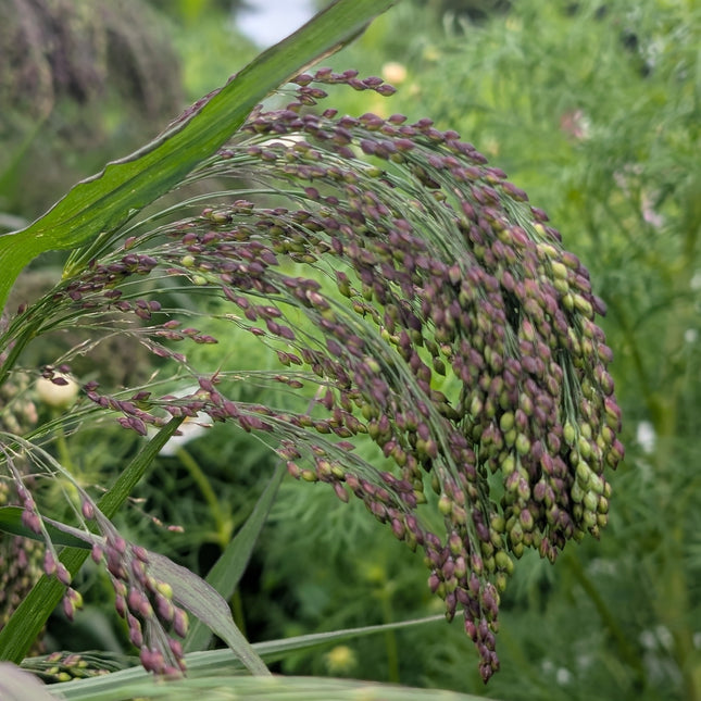 Panicum Ornamental Grass Violaceum