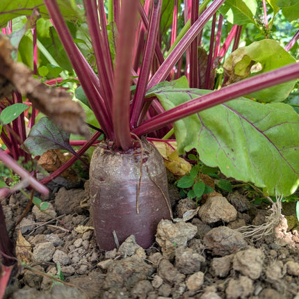 Cylindra Heirloom Beetroot