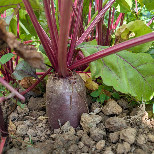 Cylindra Heirloom Beetroot
