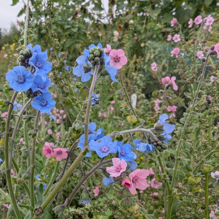 Cut Flower Best Seller Seed Collection (Retail Displays for Trade Customers Only)