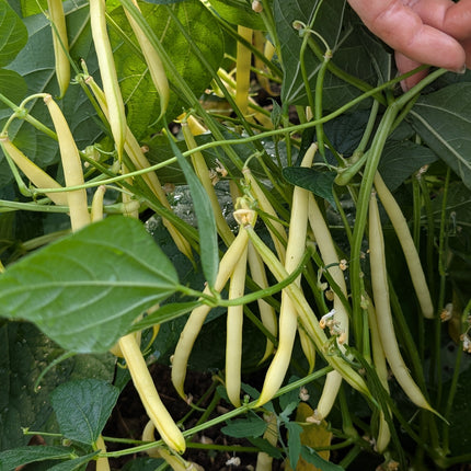 Yellow Dior Beans grown from seed UK