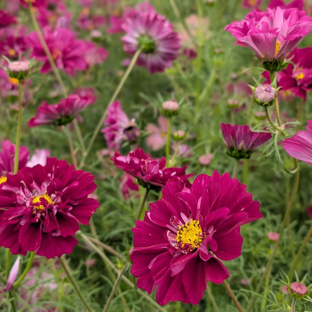 Cut Flower Cosmos Double Click Cranberries