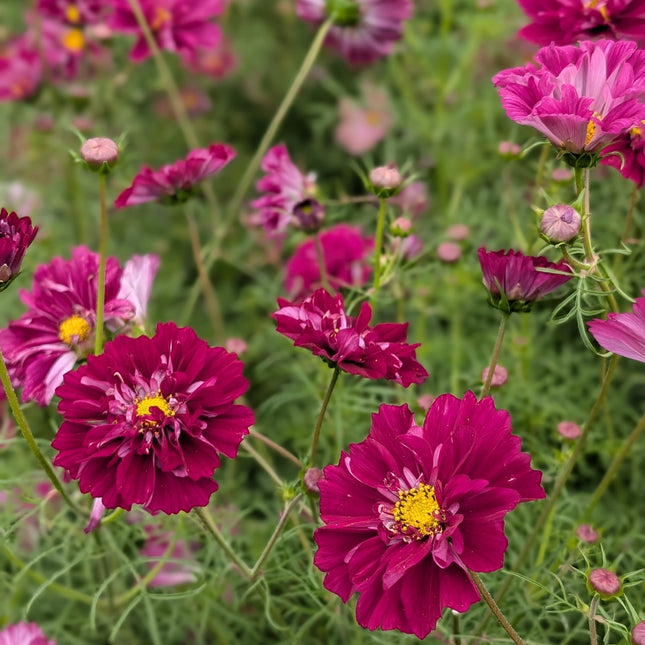 Double Click Cranberries Flowers
