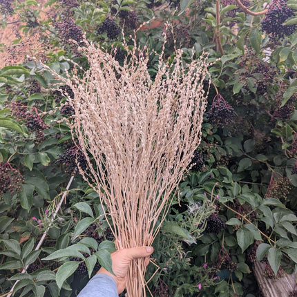 Open Pollinated Seeds Wrinkle Cress