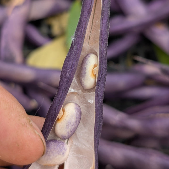 Blooming Prairie French Bean Seeds