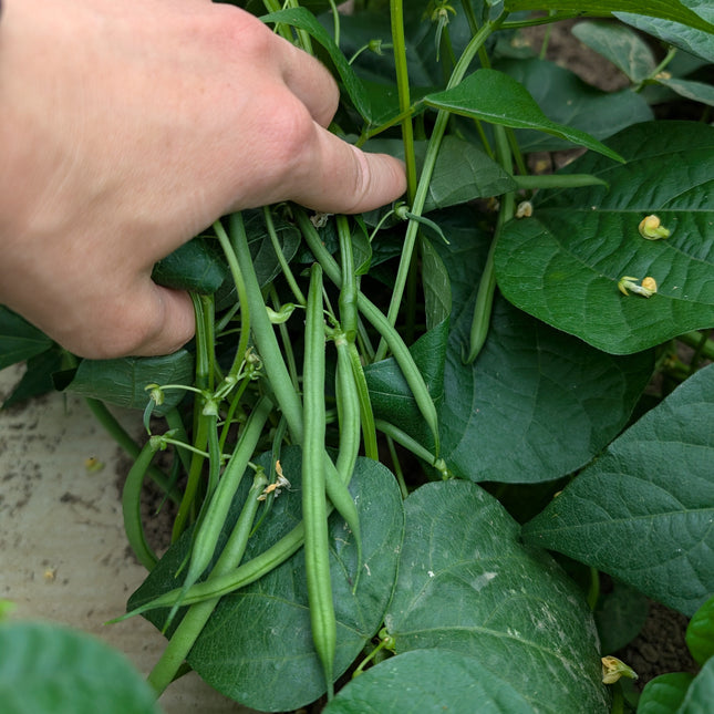 Faraday Beans on dwarf french beans grown in kitchen garden
