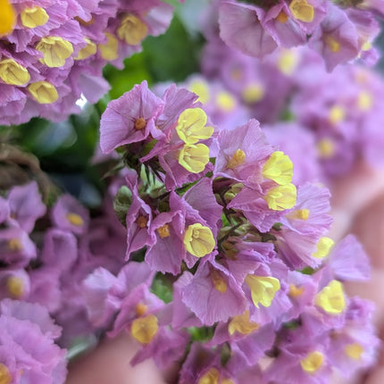 Forever Happy Statice Grow Your Own Dried Flowers