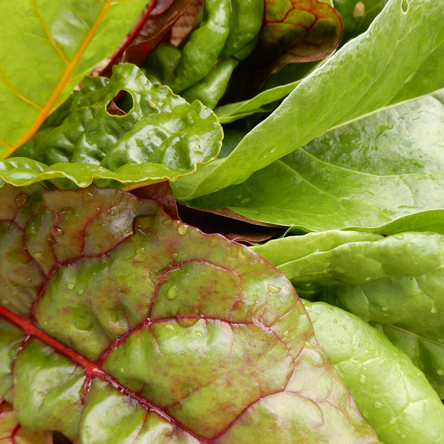 Grow your own colourful chard leaves
