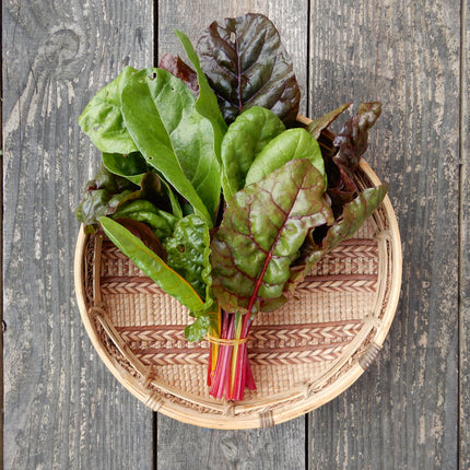 Heirloom Seeds Colourful fireworks chard