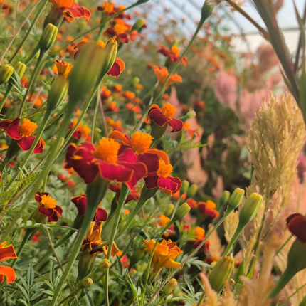 Tagetes Cinnibar French Marigold