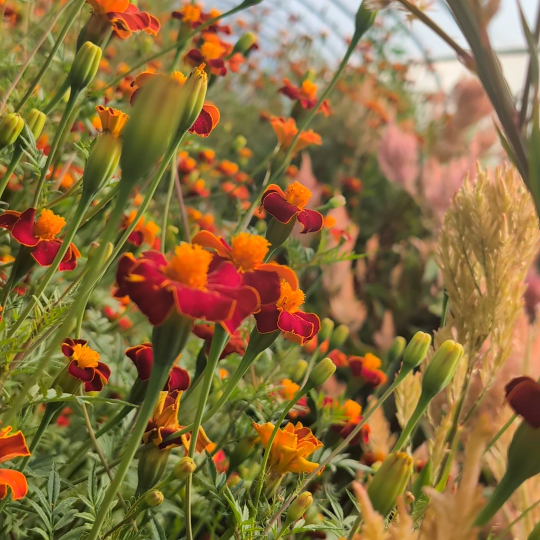 marigold seeds uk Buy French Marigold 'Cinnabar' Seeds | Tagetes patula