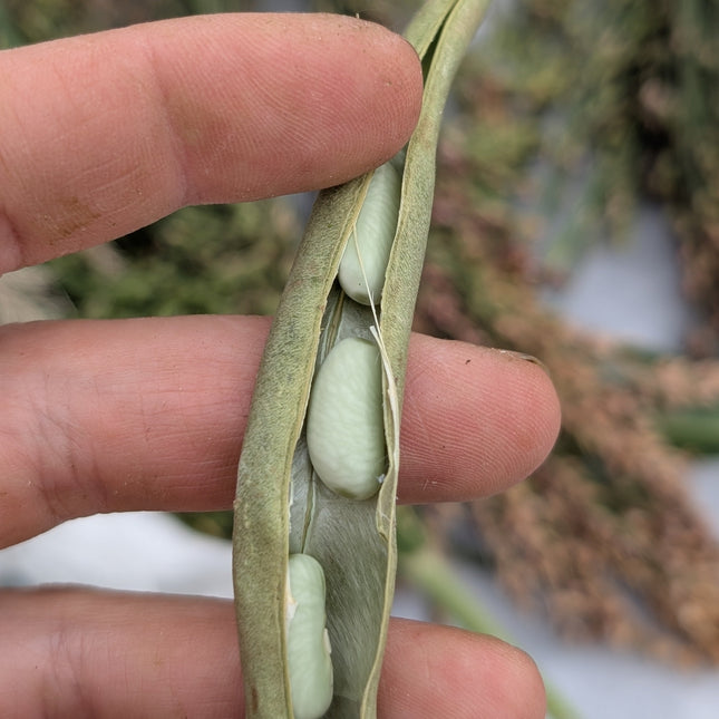 Dried Bean Flageolet Vert