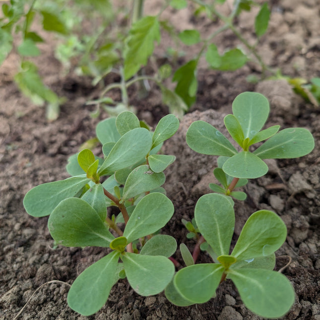 Green Purslane planted under tomatoes in a kitchen garden