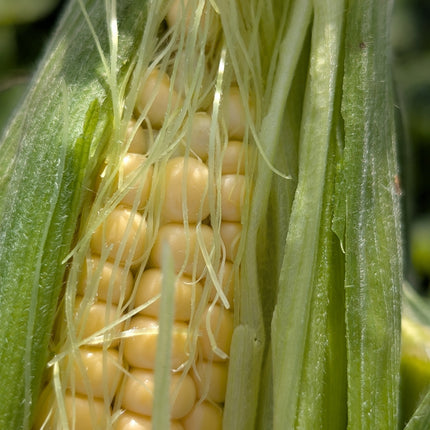 Sweet Corn Golden Bantam Allotment