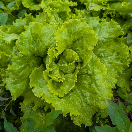 Blonde de Paris Heirloom Lettuce Seed