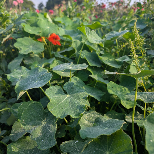 Nasturtium Seeds UK