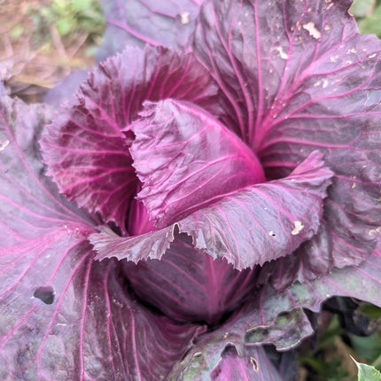 Kalibos Cabbage Seeds
