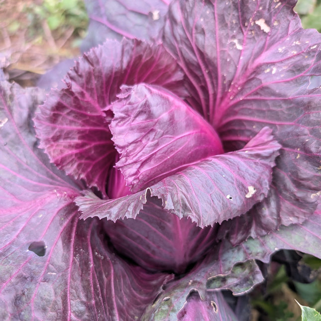 Kalibos Cabbage Seeds