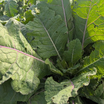 Cottagers Kale Allotment