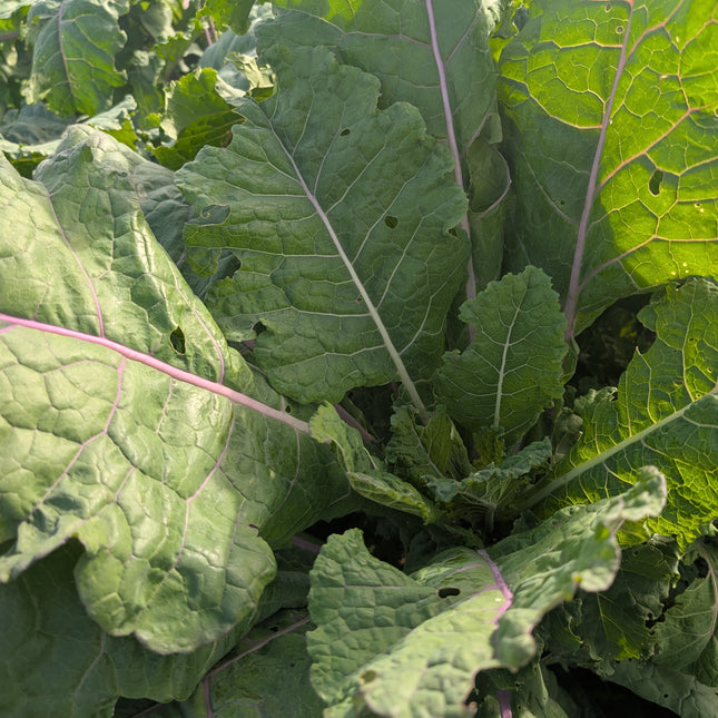 Cottagers Kale Allotment
